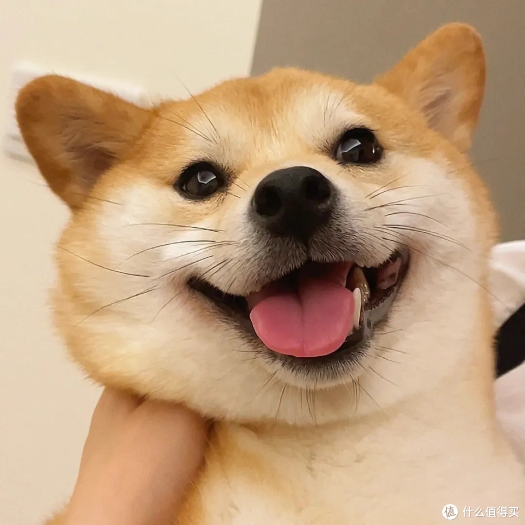 来看看养一只柴犬一个月要花多少钱！真养不起！随便半个月工资没了！
