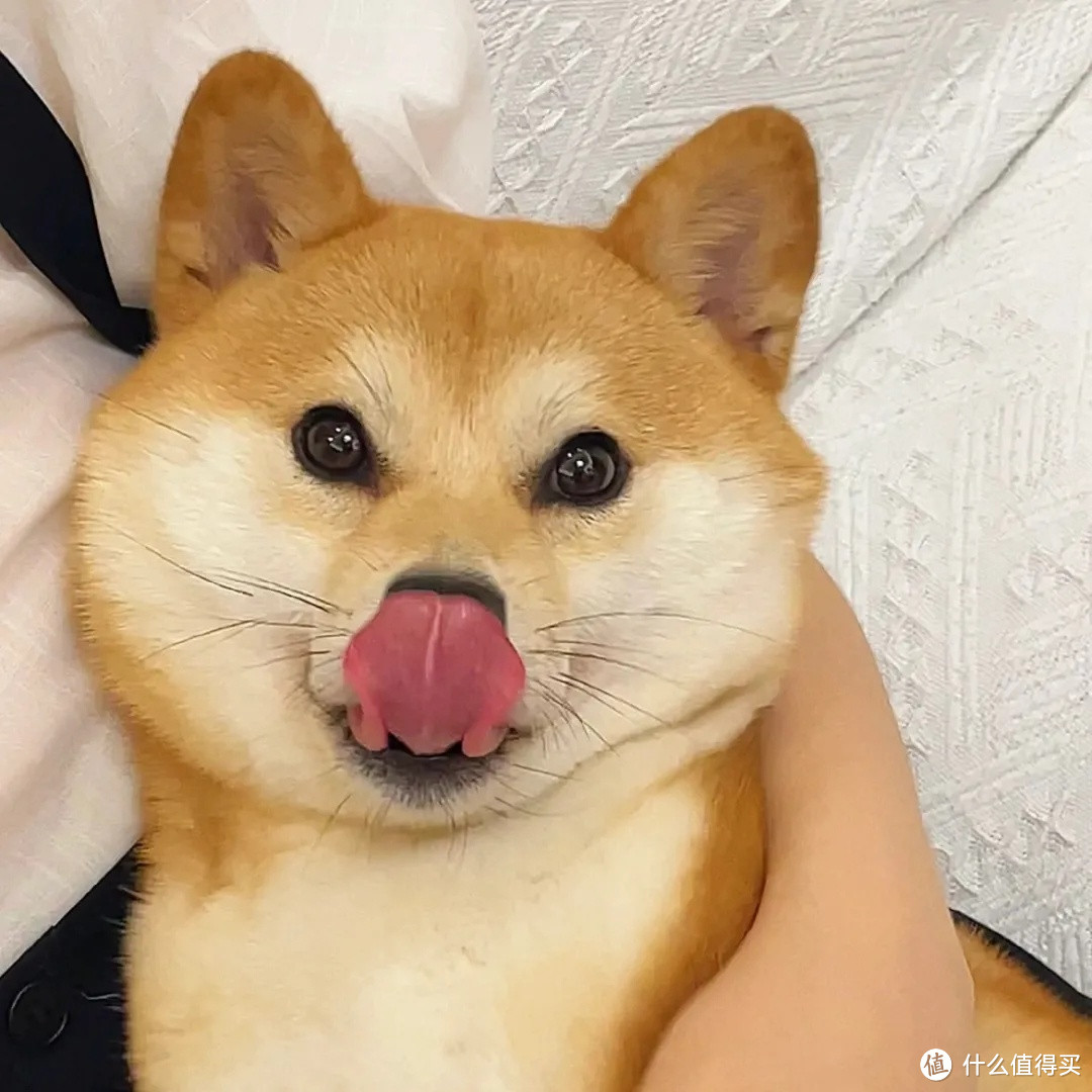 来看看养一只柴犬一个月要花多少钱！真养不起！随便半个月工资没了！