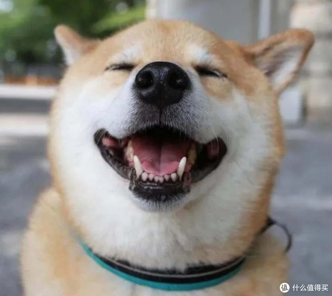 来看看养一只柴犬一个月要花多少钱！真养不起！随便半个月工资没了！