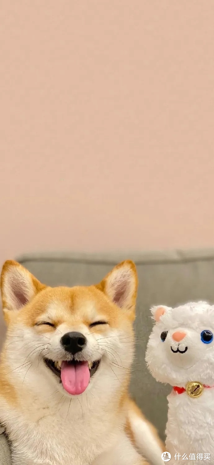 来看看养一只柴犬一个月要花多少钱！真养不起！随便半个月工资没了！