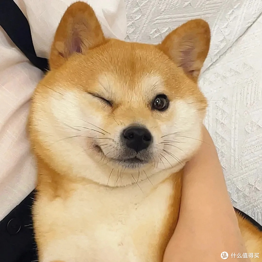 来看看养一只柴犬一个月要花多少钱！真养不起！随便半个月工资没了！